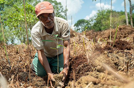A member of ASRI is planting a tree whilst looking up at the camera.