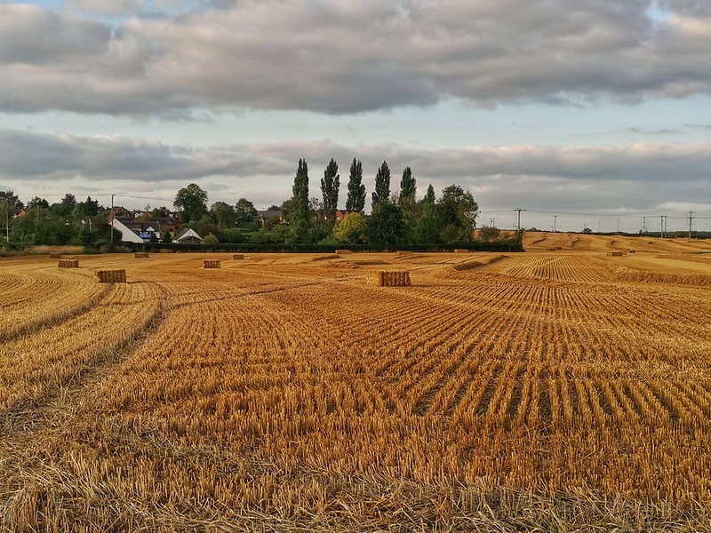 Brown grass farm field with green trees in the background.