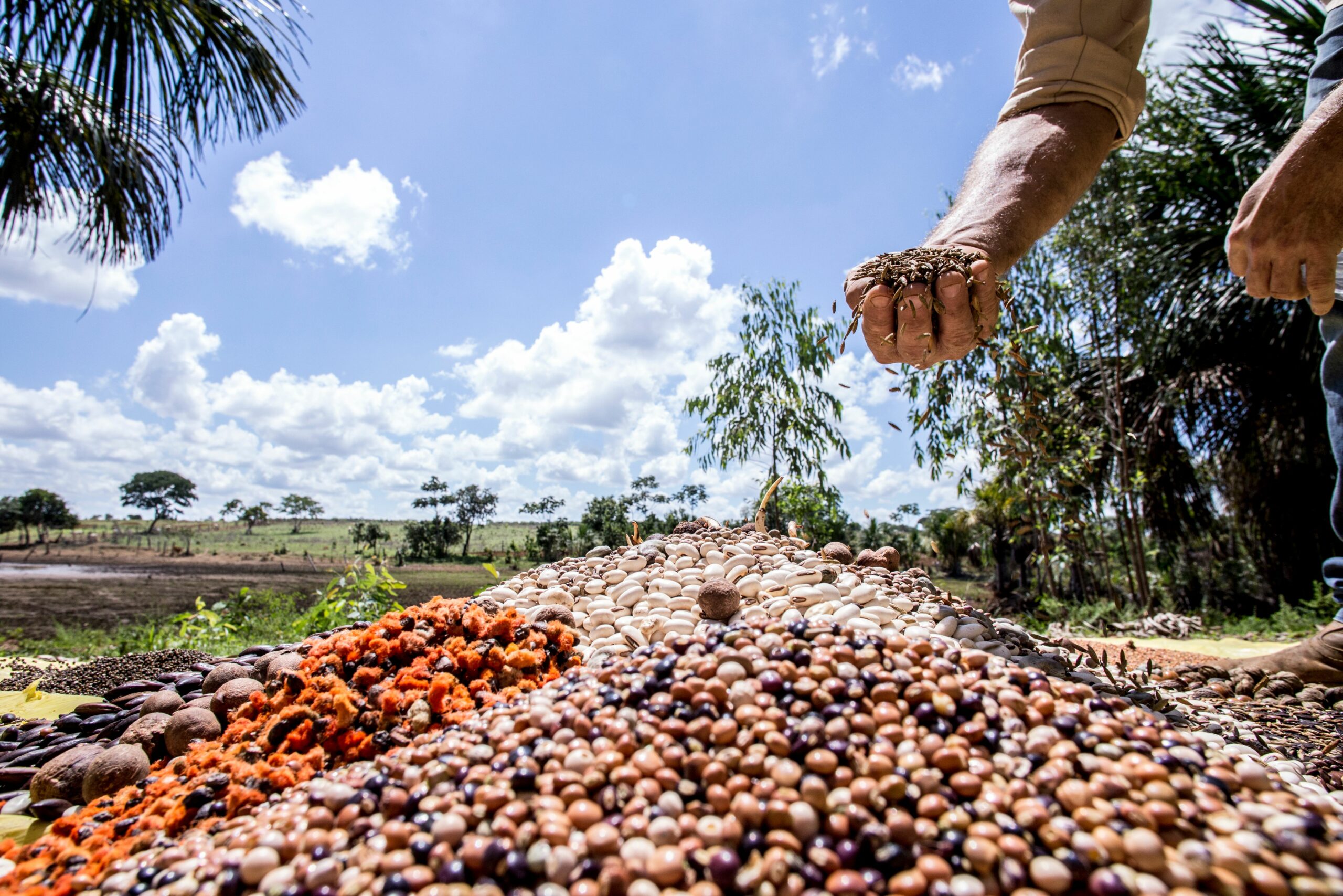 A hand grabbing beans from a pile on the ground