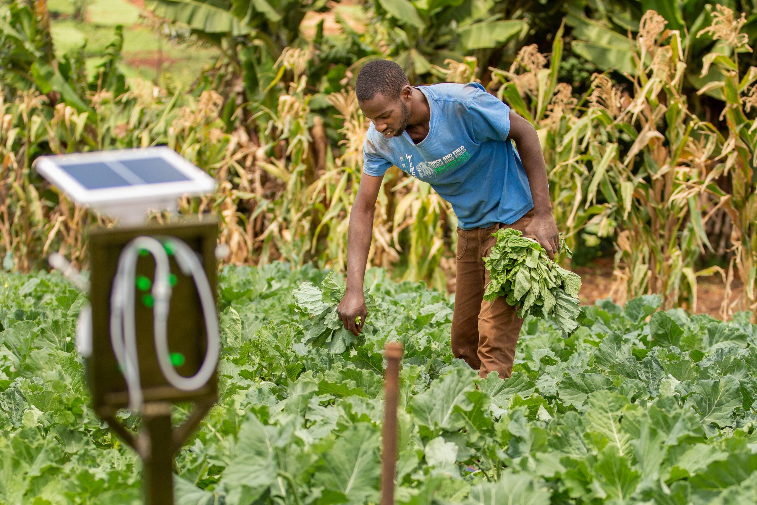Man picking crops with a solar panel in front of it