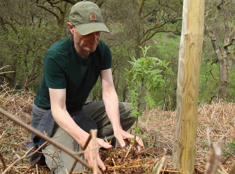 Spike Webb, warden at RSPB Wild Haweswater project, maintaining upland trees planting by the project team, with United Utilities support, Lake District, Cumbria. UK.
