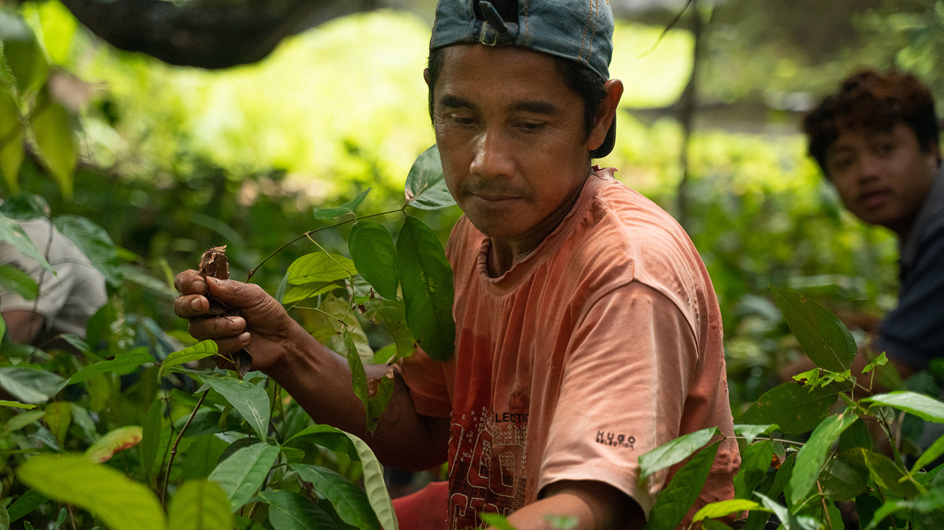 A photo of a man among the bushes in Indonesia