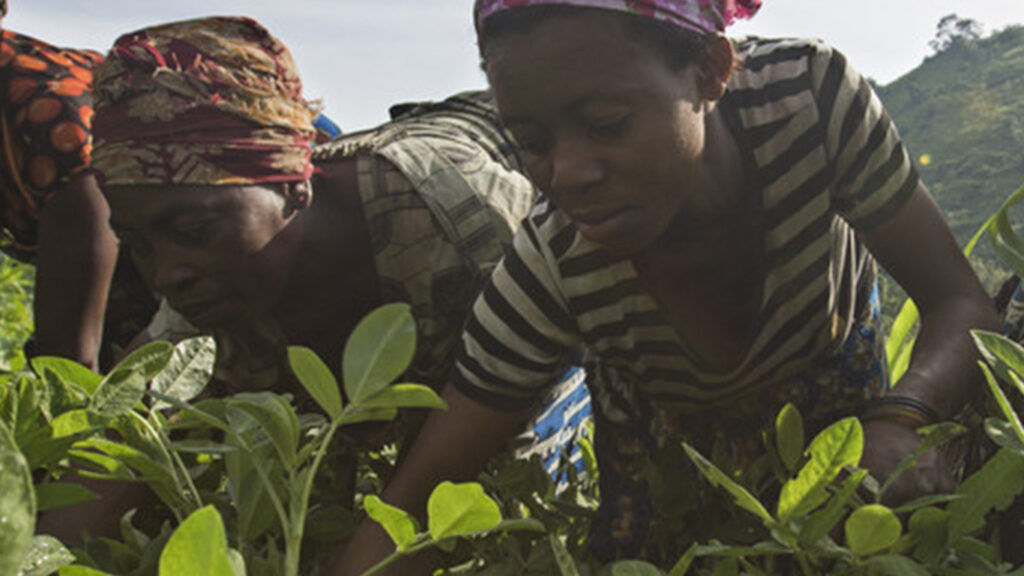Two women are tending to plants.