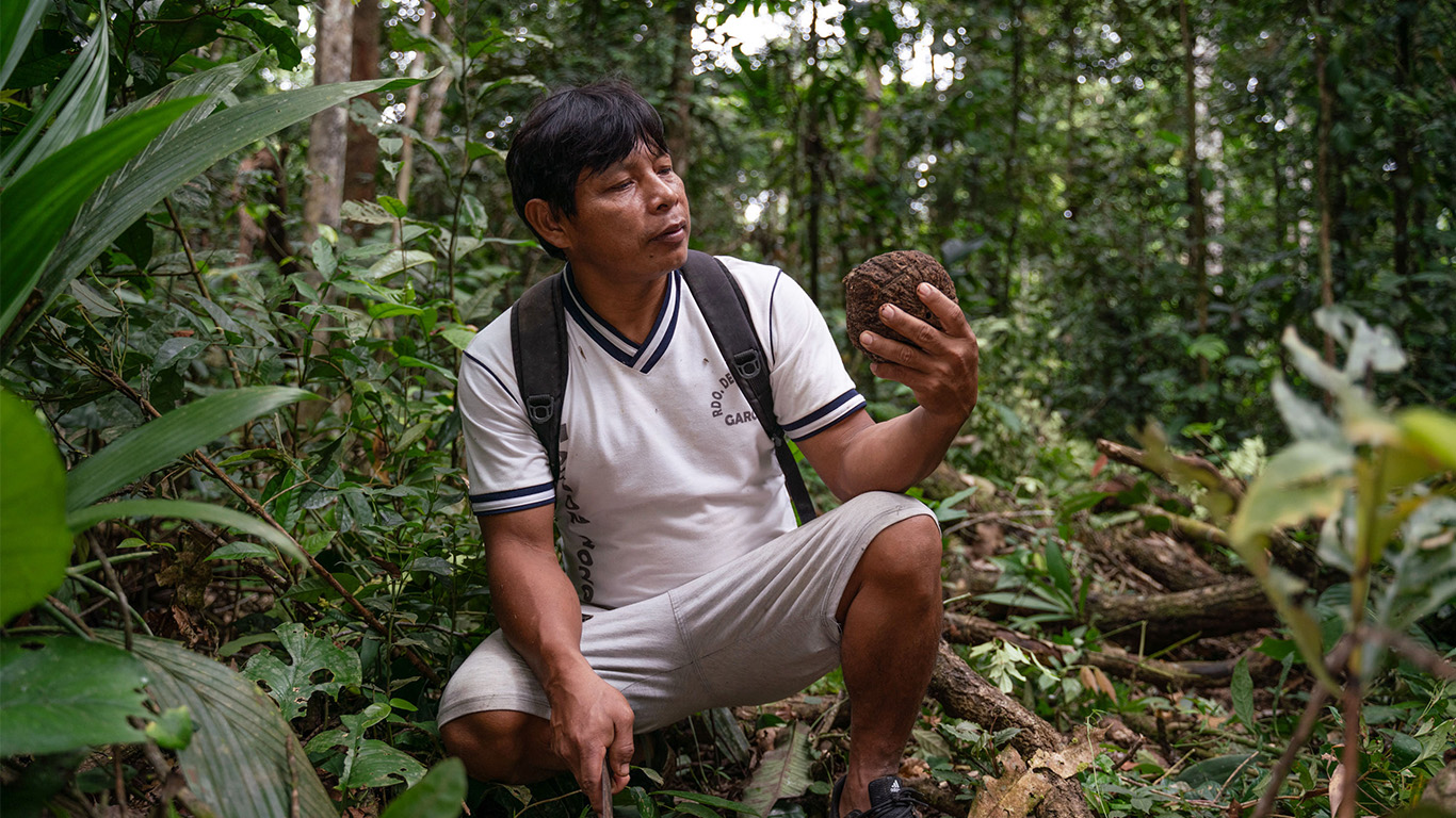 A man in a forest holding and looking a coconut