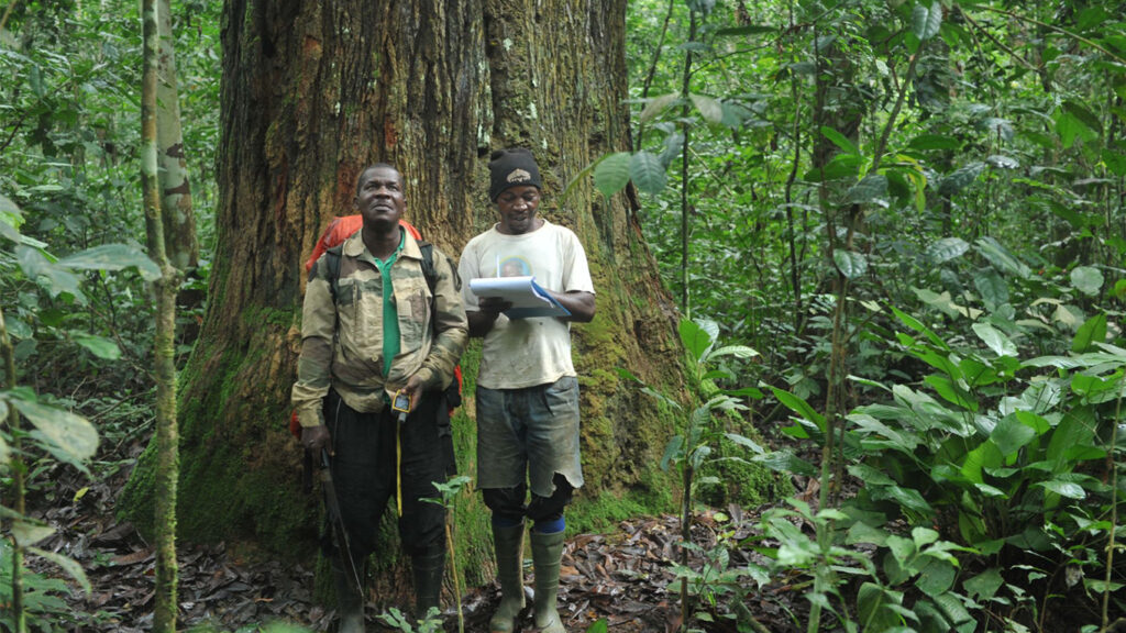 Two men in a forest are standing in front a huge ancient tree.