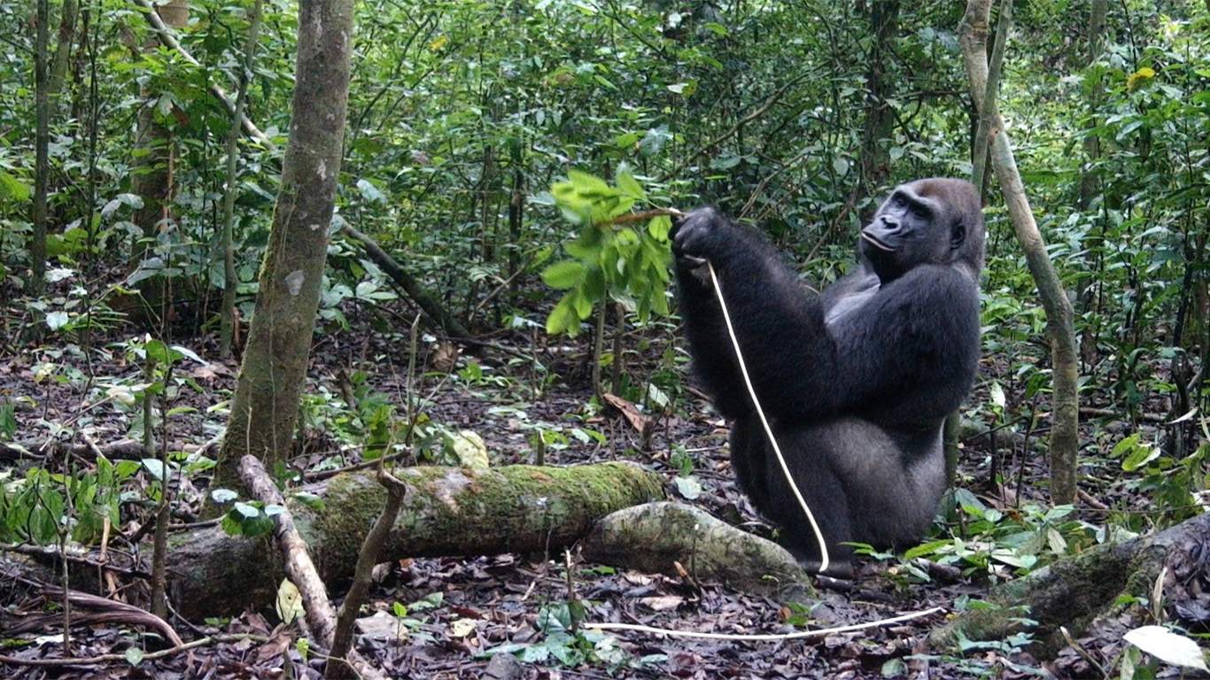 An ape in a forest