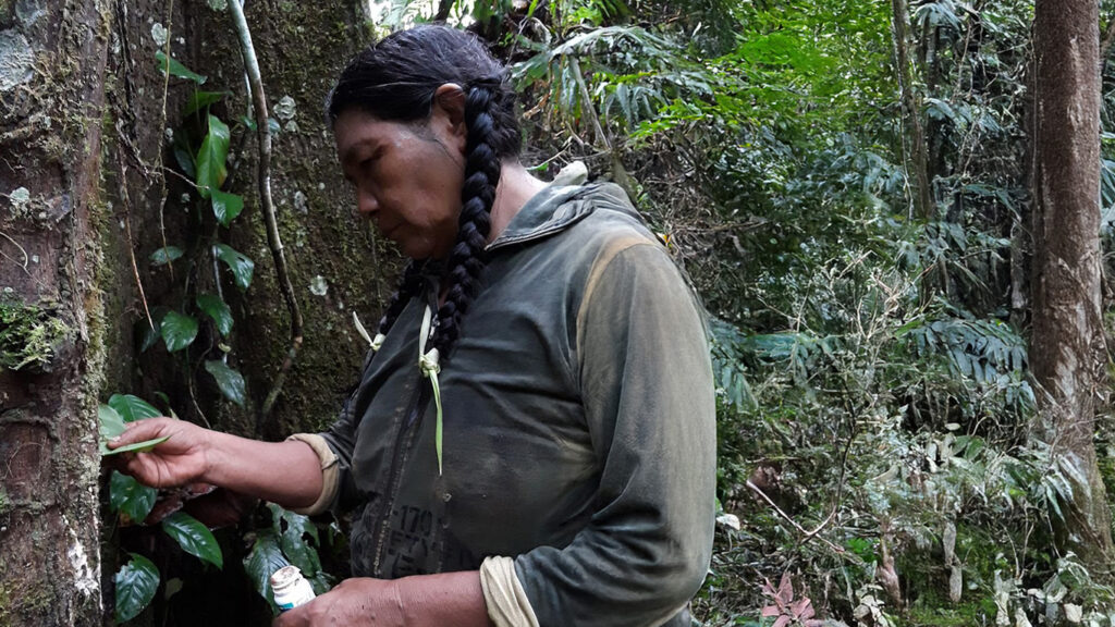A woman standing in a forest looking a tree